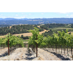 Zin, Passione Divina/Russell, 2019 - SPAR 65%