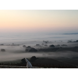 Bacio, Passione Divina/Russell,  2020 - SPAR 50%