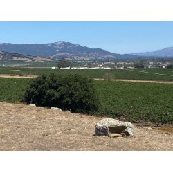 Chardonnay, Estate, Sonoma, Schug Winery, 2019 - Magnum