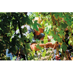 Langhe Nebbiolo, Aldo Clerico, 2022