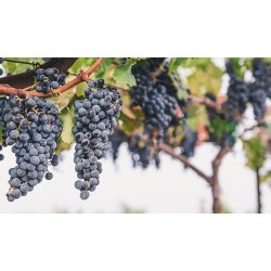 Chardonnay, Russian River Valley, Sonoma, Frei Brothers, 2021