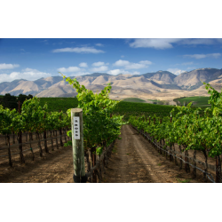 Pinot Noir, Arete, Stone Corral Vineyard, Stephen Ross, 2018