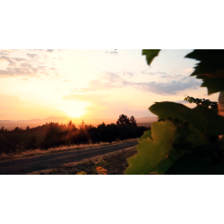 Chardonnay, Russian River Valley, Sonoma, Frei Brothers, 2021