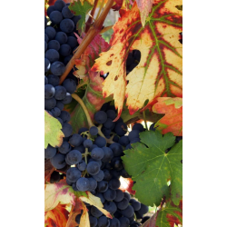 Tempranillo, Vlgame Dios, Crianza, Toro, Castilla y Leon, Campo de Toro, 2021