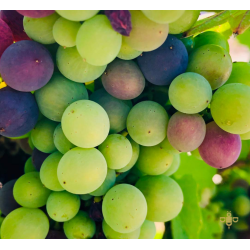 Jimbro Puesta en Cruz, Castilla y Leon, Bodegas Entrebancales, 2018