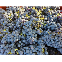 Perahigos 3, Sierra de Francia, Castilla y Leon, Perahigos, 2019