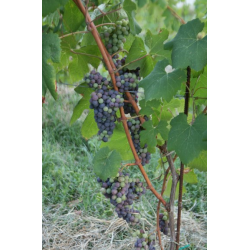 Barolo, Pajana, Domenico Clerico, 2011