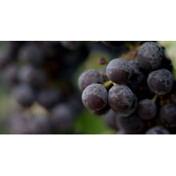 Pinot Noir, Russian River Valley, Sonoma, Frei Brothers, 2019