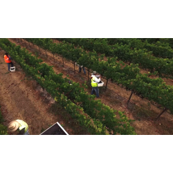 Pinot Noir, Russian River Valley, Sonoma, Frei Brothers, 2019