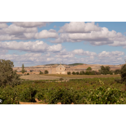 Tempranillo, Via Cenit Tradici�n, Tierra del Vino de Zamora, Castilla y Le�n, Vinas del Cenit, 2020