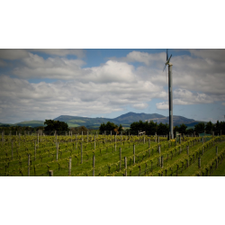 Pinot Noir, Estate, Martinborough, Dublin St., 2015