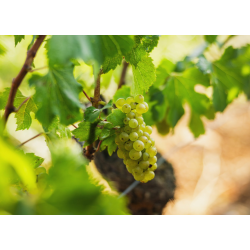 Coteaux Bourguignons, La Goutte d�Aire, Bourgogne, Domaine Schmitt, 2024