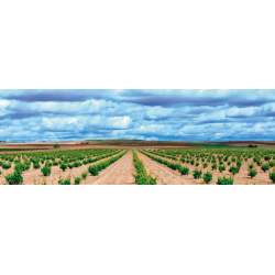 Tempranillo, Los Lastros, Toro, Castilla y Len, Coral Duero,  2021