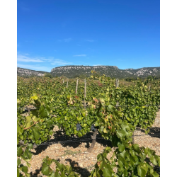 �glantine, Pic Saint-Loup, Languedoc, Domaine Mirabel, 2024