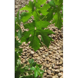 Tempranillo, Valgame Dios, Reserva, Toro, Campo de Toro, 2021 - Magnum