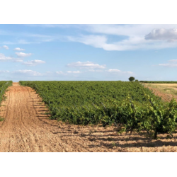 Verdejo, Cimbron Seleccion, Rueda, Castilla y Leon, Felix Sanz, 2024