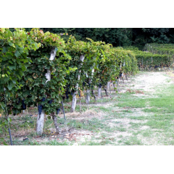 Barbera dAlba, Superiore, Roero, Asso Di Denari, 2021