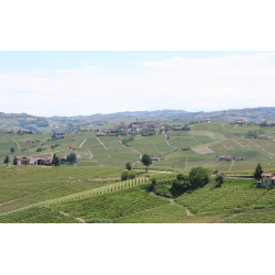 Barolo, Brunate, Marcarini, 2021