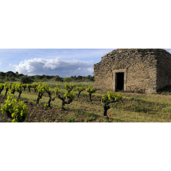 Pinot Noir, Black Hole Sun, Pays d�Oc, Languedoc, Villepeyroux Forest, 2023