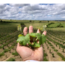 Jimbro Origin, Castilla y Leon, Bodegas Entrebancales, 2019 - R�d