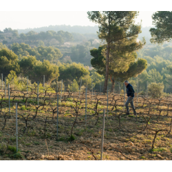 Ventoux, La Tuiliere, Rhone, Domaine de Pi�blanc, 2024