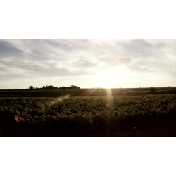 Cinsault, Vielles Vignes, Pays d�Oc, Languedoc, Clos des Centenaires, 2023