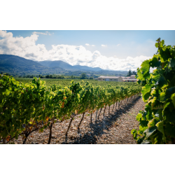 Vinsobres, Tradition, Rhone, Domaine Saint Vincent, 2023