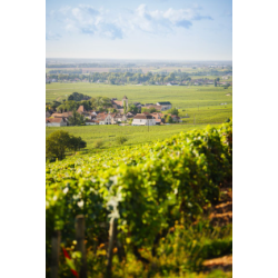 Coteaux Bourguignons, La Goutte d�Aire, Bourgogne, Domaine Schmitt, 2024