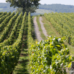 Bourgogne Blanc, Renaissance, Bourgogne, Dormy, 2024
