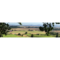 Pinot Noir, Eola Springs Vineyard Saint Augustine, Eola-Amity Hills, Authentique, 2017