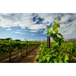 Pinot Noir, Edna Valley Estate, Stephen Ross, 2018