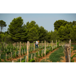 D�sir Blanc, Pays d�Herault, La Croix Gratiot, 2025