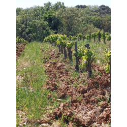 Navis, Languedoc, Mas D�Agalis, 2022