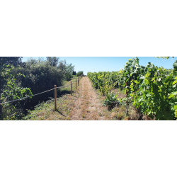 Vintage, Faugeres, Mas des Capitelles, 2017