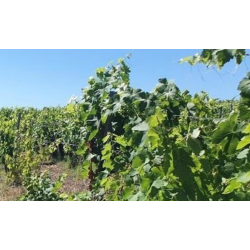 Crescendo, Faugeres, Mas des Capitelles, 2019