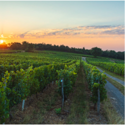Pouilly Fuiss�, Legend, Pouilly Fuiss�, Maconnais, Bourgogne, Dormy, 2023