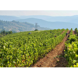 Perahigos 2, Sierra de Francia, Castilla y Leon, Perahigos, 2021