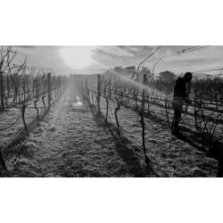 Pinot Noir, Martinborough, Reserve, Dublin St., 2016