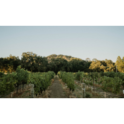 Cabernet Sauvignon, Oakville, Napa Valley, Hoopes, 2021