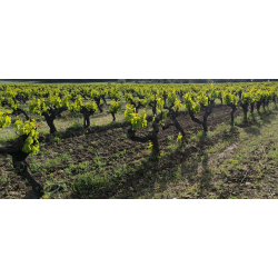 Cinsault, Cherry Bomb, Coteaux de Peyriac, Languedoc, Villepeyroux Forest, 2023