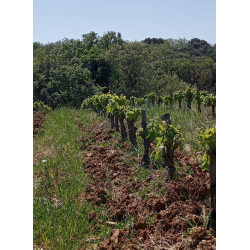 Yo No Pueda Mas, Languedoc, Mas D�Agalis, 2024