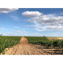 Verdejo, Piedras de Cimbron, Rueda, Castilla y Leon, Felix Sanz, 2022