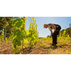 Marselan, Rip Purple, Coteaux de Peyriac, Languedoc, Villepeyroux Forest, 2023