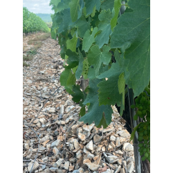 Loriot, Pays d�Oc, Languedoc, Domaine Mirabel, 2025