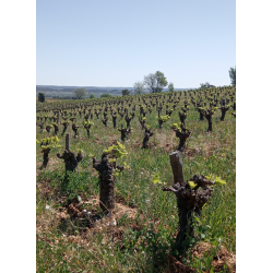 Navis, Languedoc, Mas D�Agalis, 2022 - 3 Liter