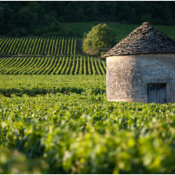 Pouilly Vinzelles, Les Crilles, Vinzelles, Maconnais, Bourgogne, Dormy, 2023