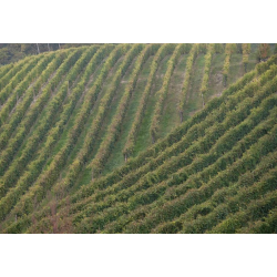 Barolo, Domenico Clerico, 2013