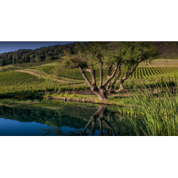 Pinot Noir, Estate, Carneros, Sonoma, Schug Winery, 2021