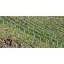 Barolo, La Serra, Marcarini, 2021