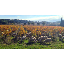 Grenache, Sweet Dreams, Coteaux de Peyriac, Languedoc, Villepeyroux Forest, 2024